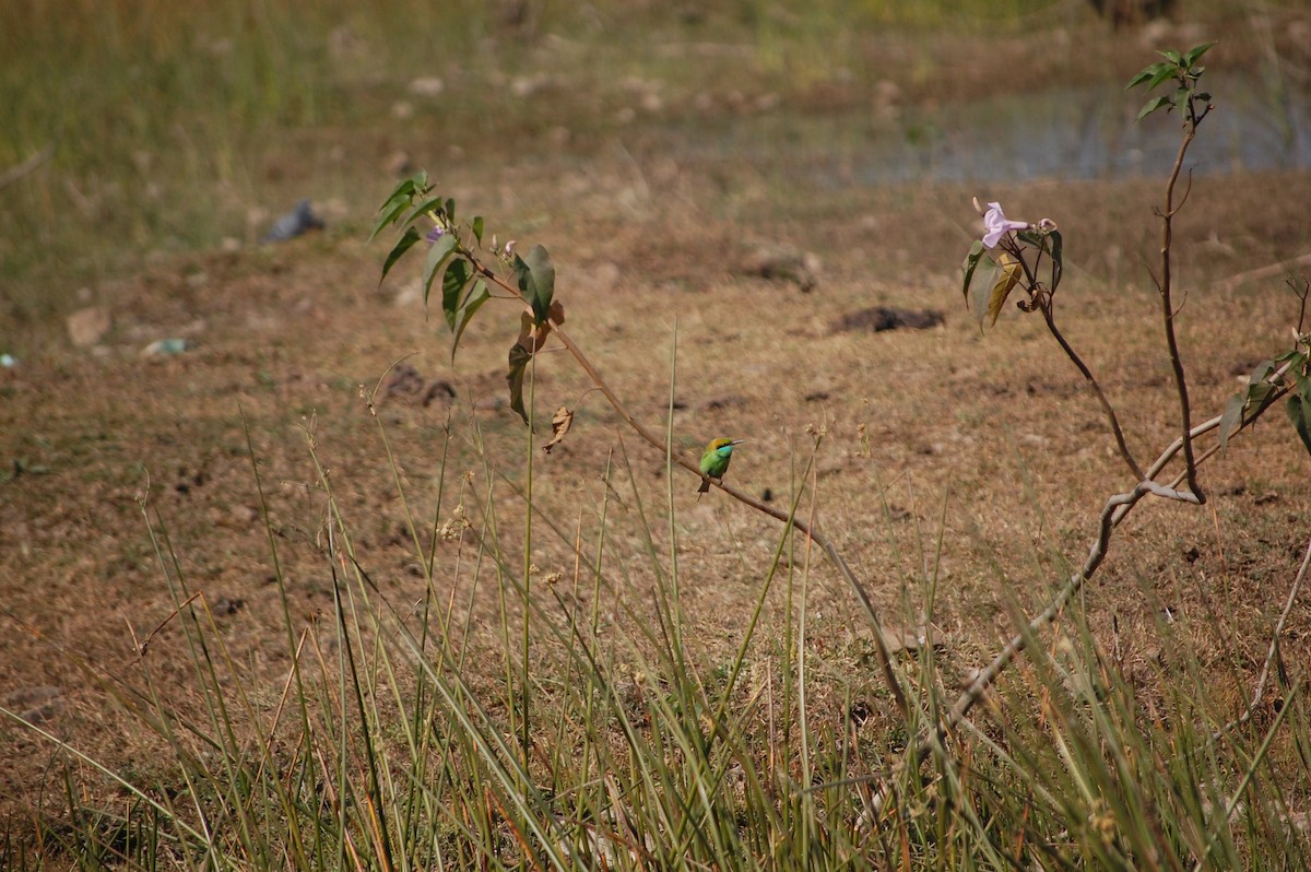 Asian Green Bee-eater - ML646965810