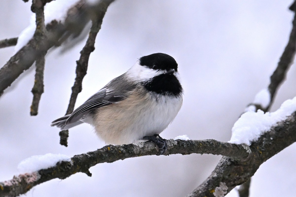 Schwarzkopfmeise - ML646965811