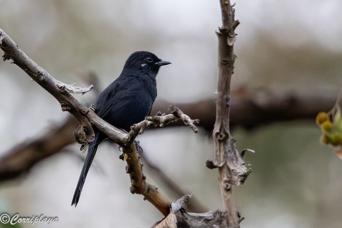 Мухарка чорна - ML646965815