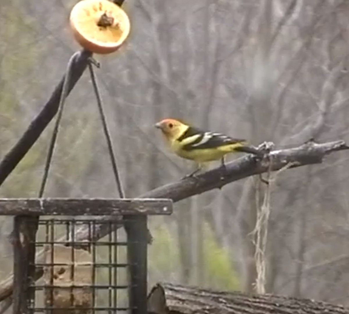 Western Tanager - ML646965817