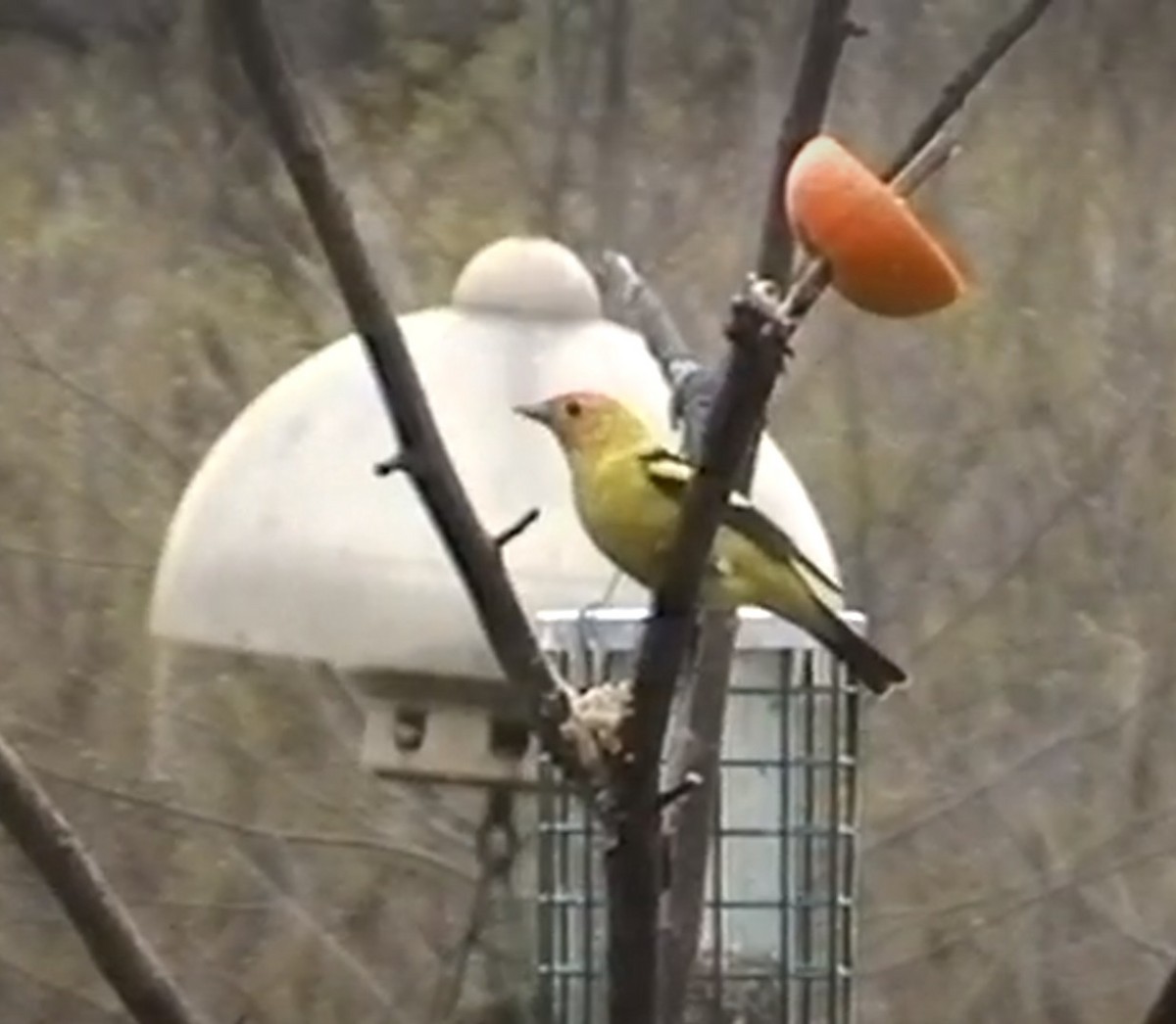 Western Tanager - ML646965819