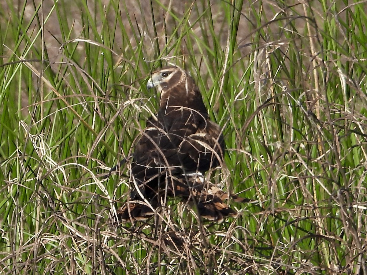 זרון אמריקני - ML646965821