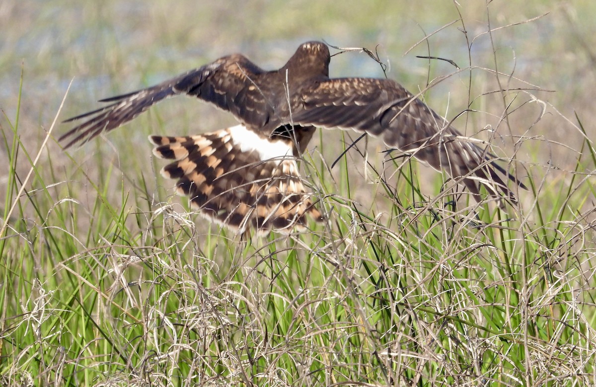 זרון אמריקני - ML646965822