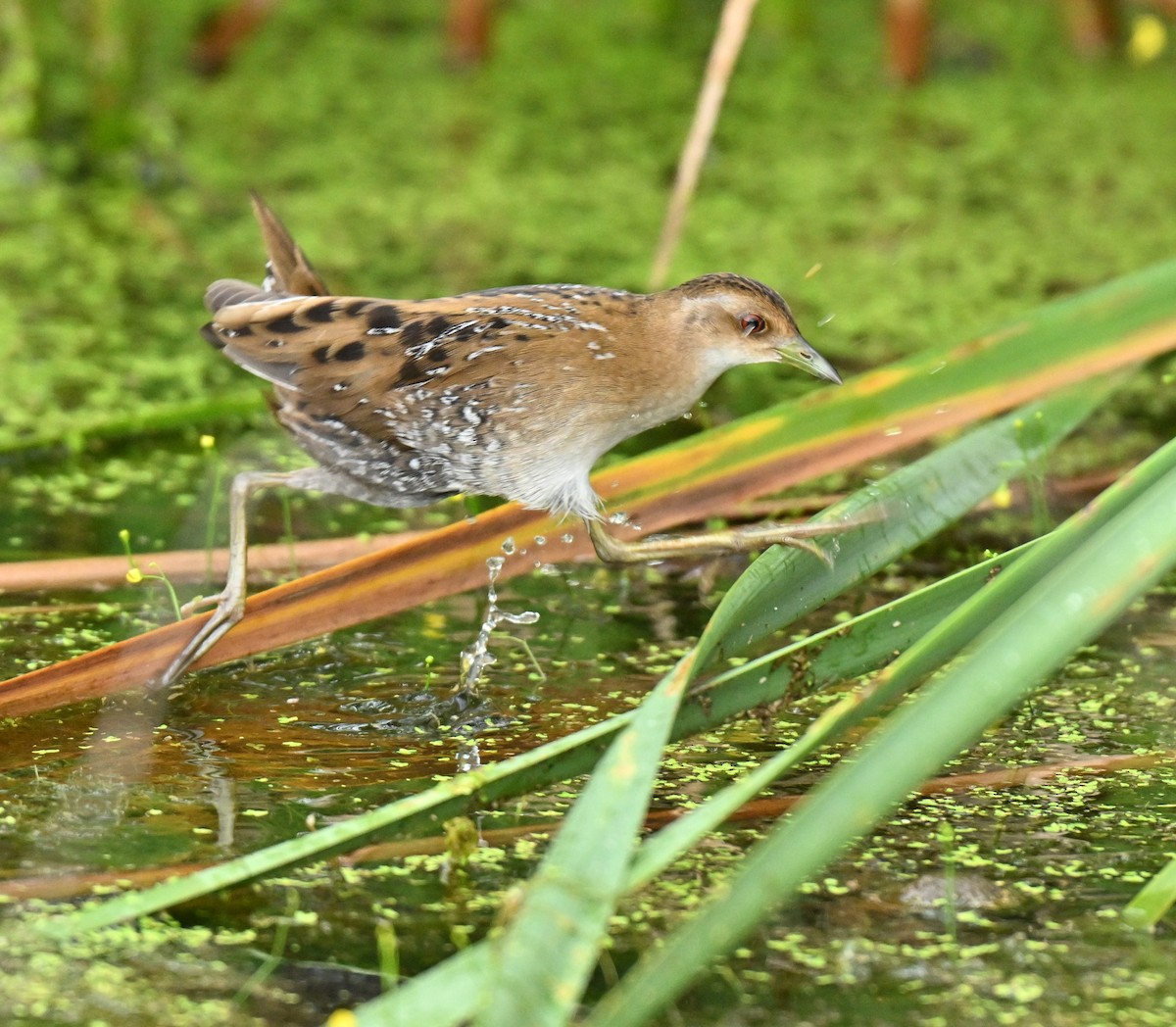 小秧雞 - ML646965827