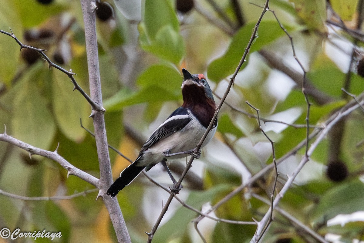 Прирітник рубіновобровий - ML646965829
