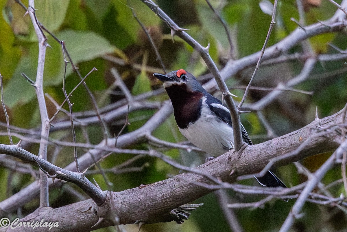 Прирітник рубіновобровий - ML646965830