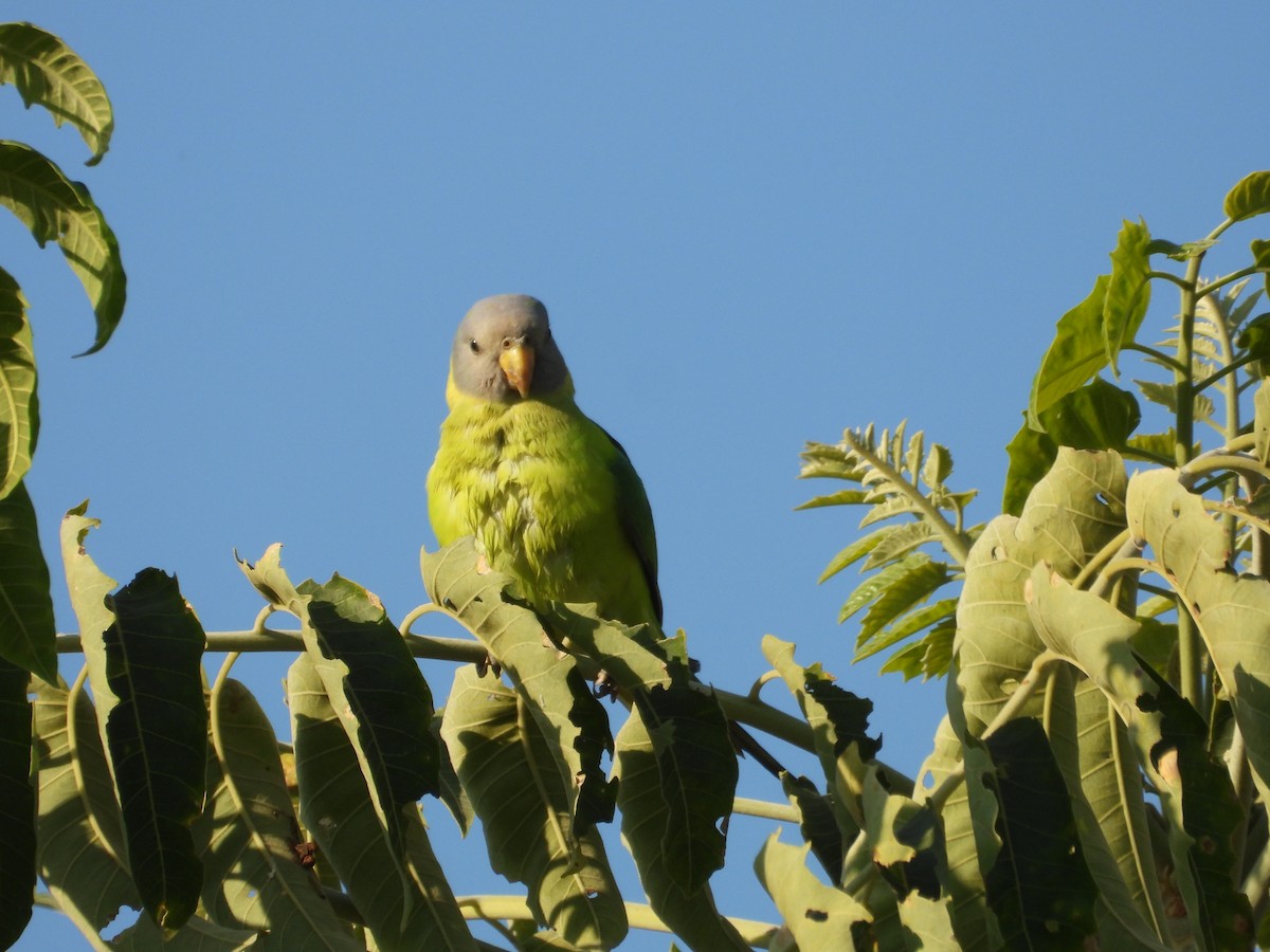 Plum-headed Parakeet - ML646965832