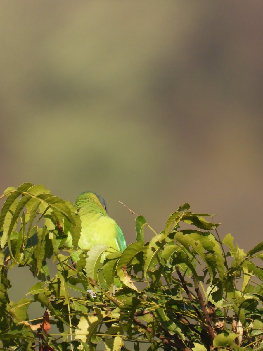 Plum-headed Parakeet - ML646965833