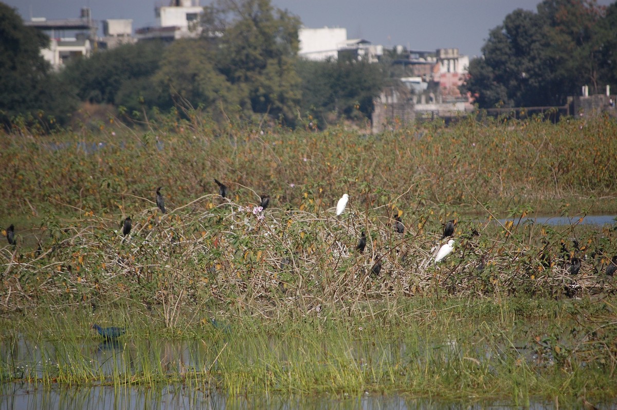Little Cormorant - ML646965834