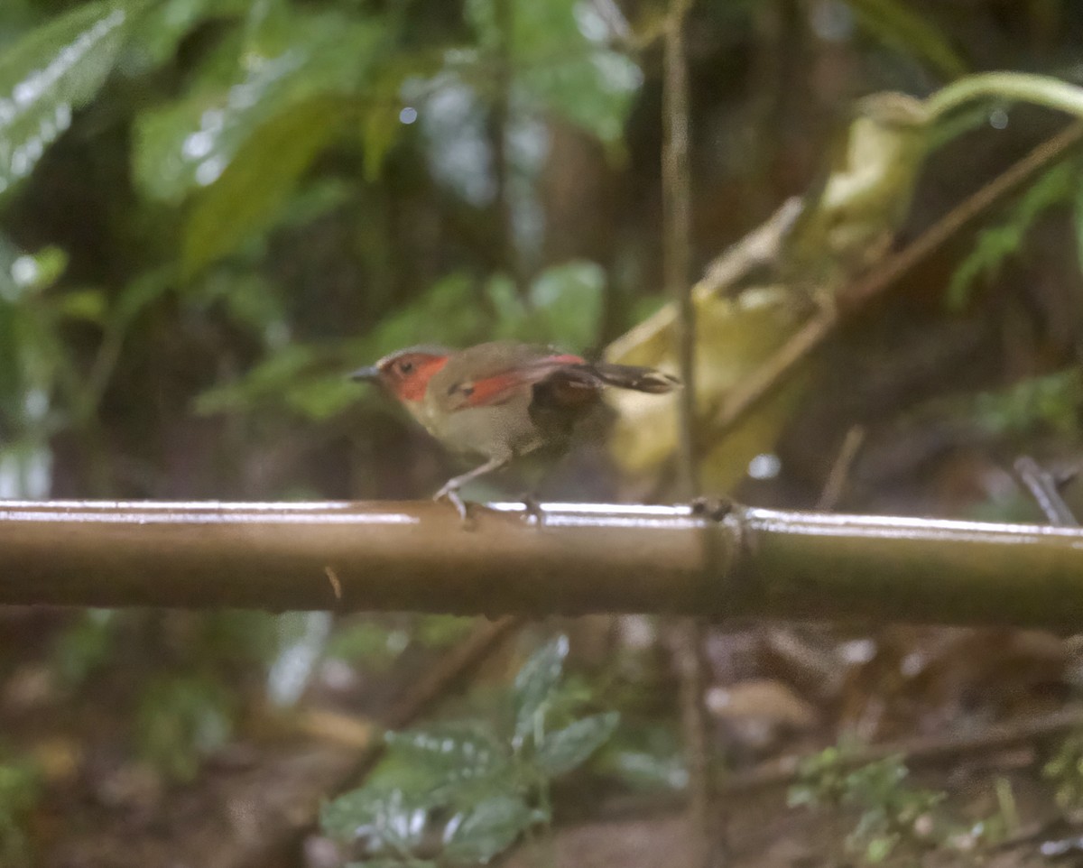 Red-faced Liocichla - ML646965839