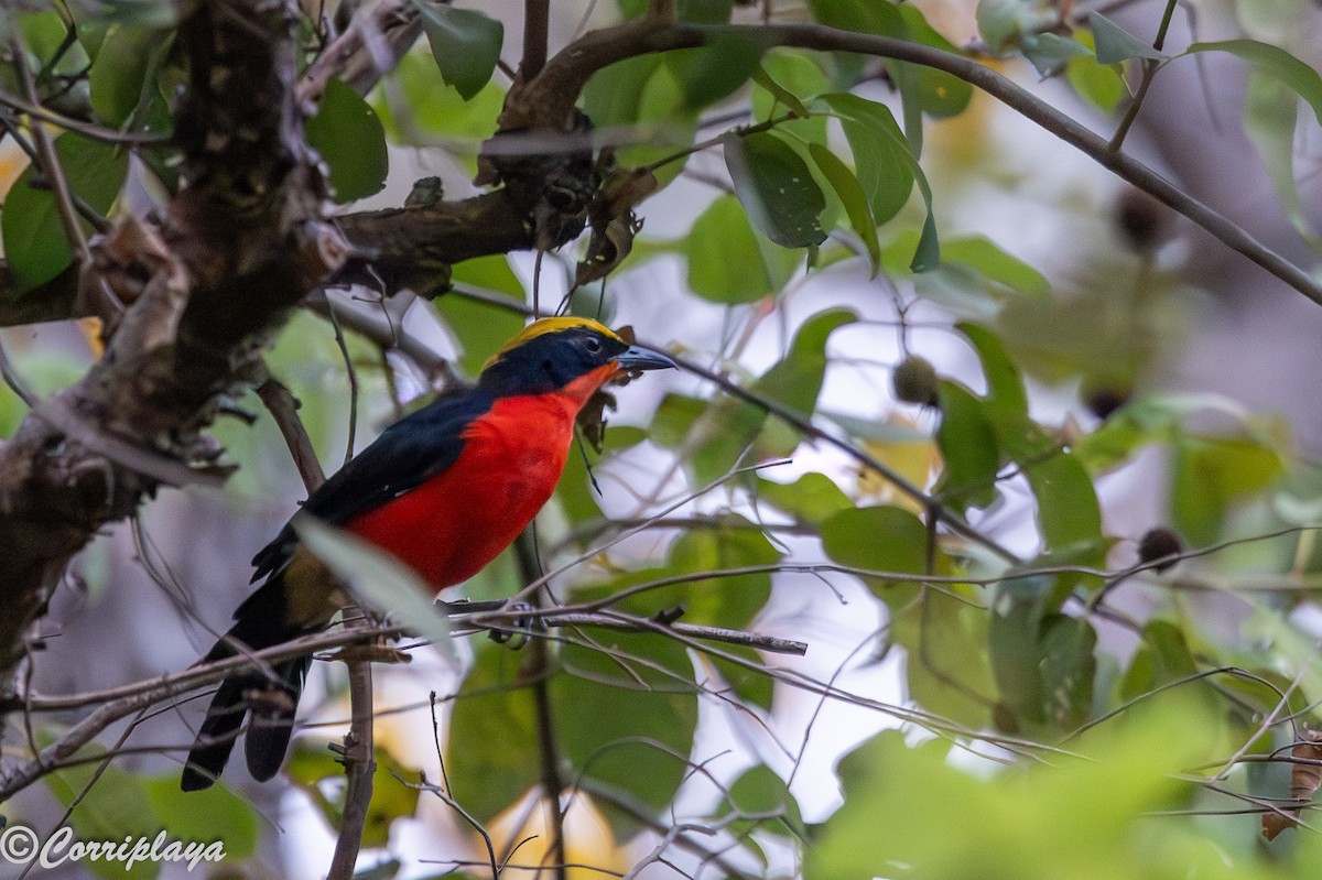 Гонолек червоний - ML646965843