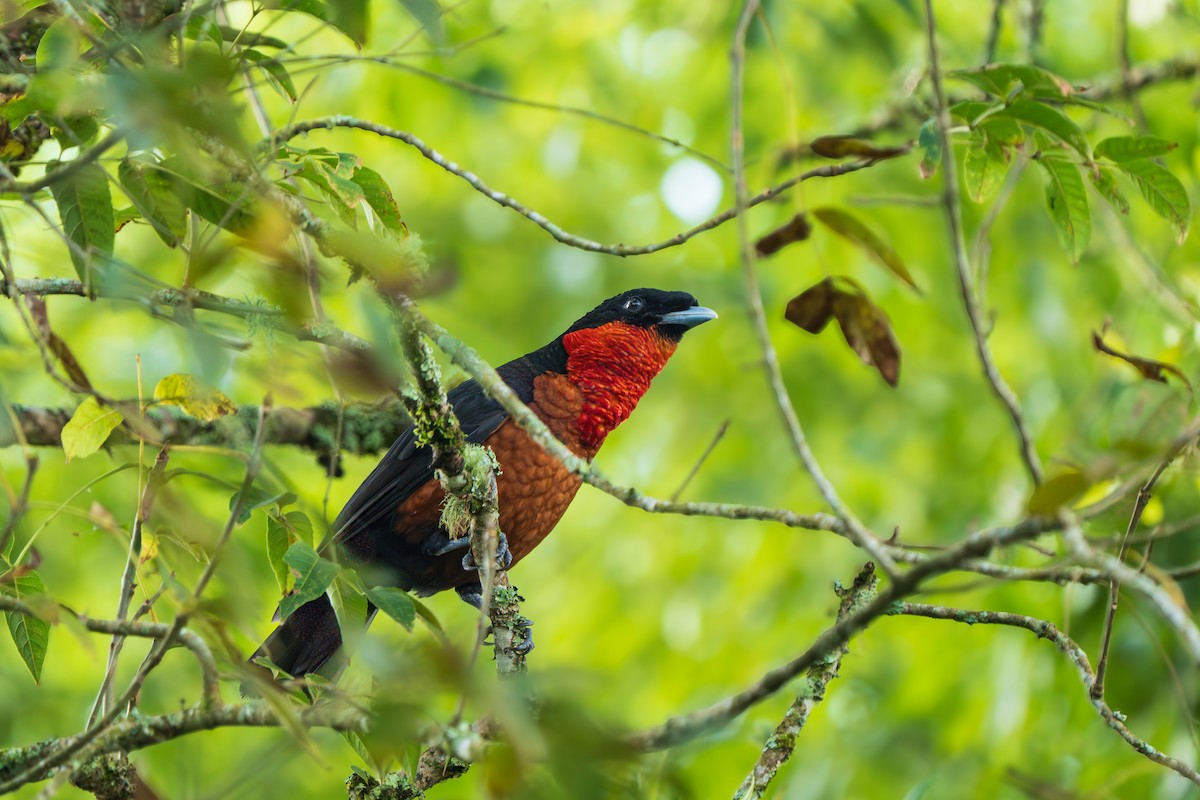 Red-ruffed Fruitcrow - ML646965845