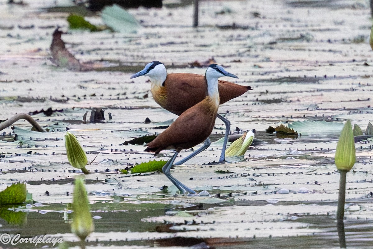 Якана африканська - ML646965846