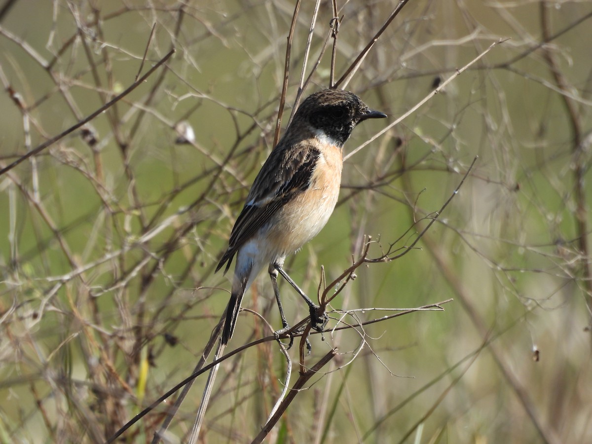 Siberian Stonechat - ML646965847