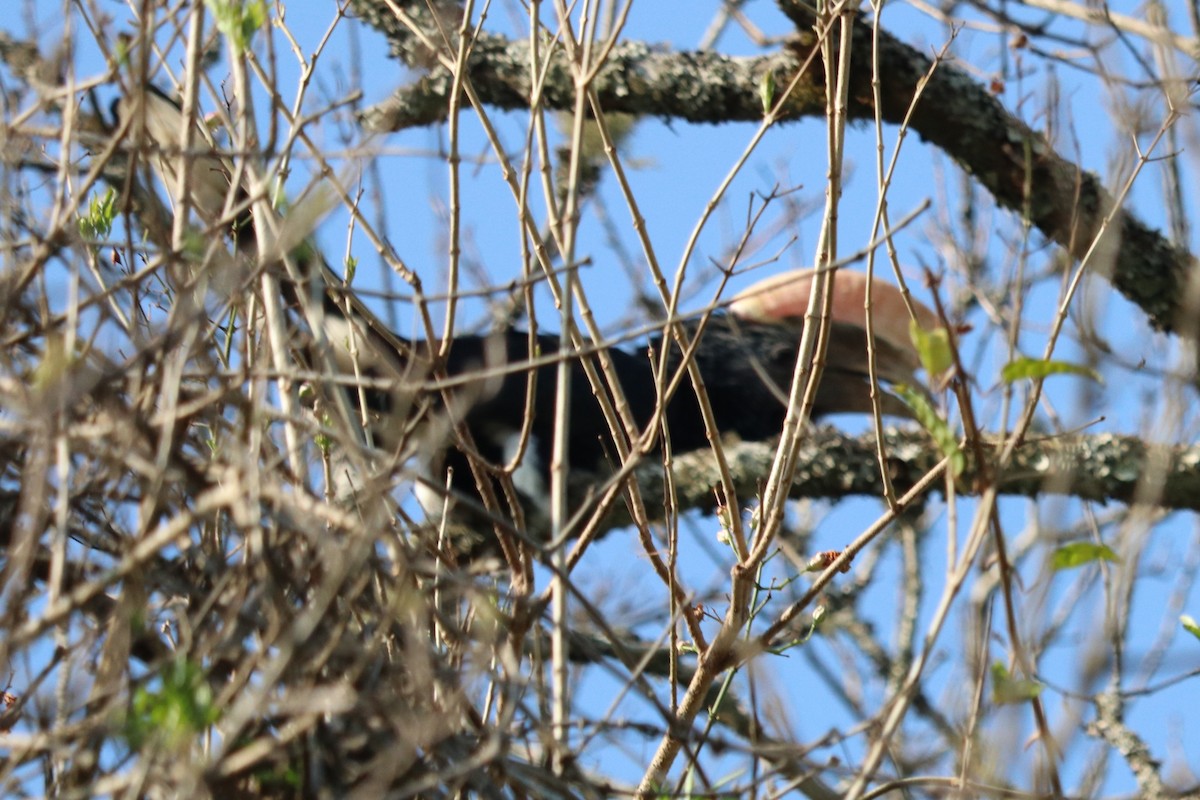 Silvery-cheeked Hornbill - ML646965848