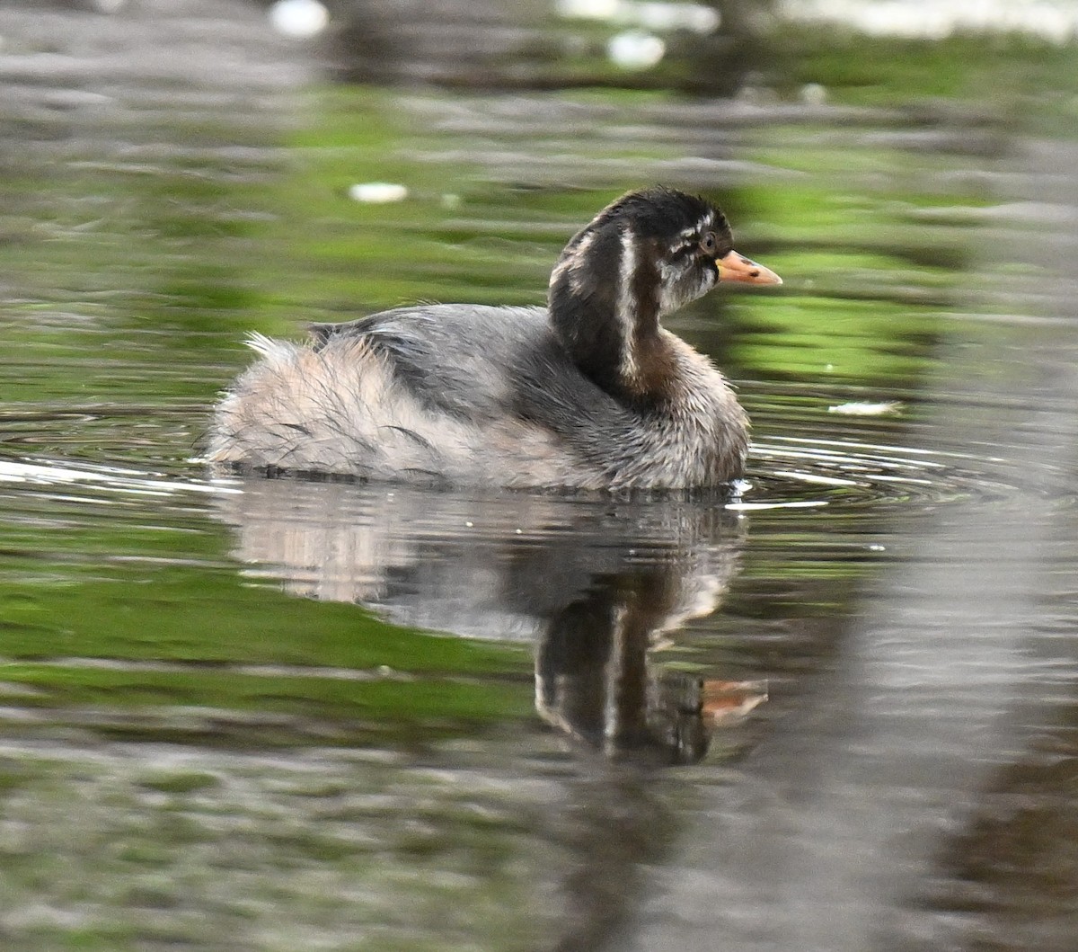 小鸊鷉 - ML646965857