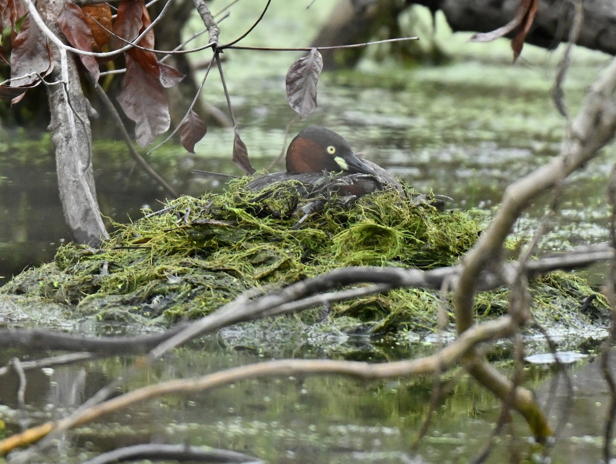 小鸊鷉 - ML646965858