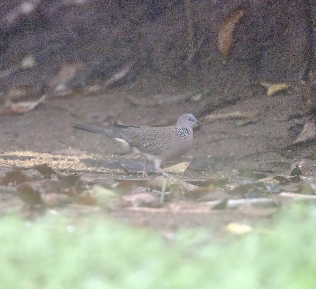 Spotted Dove - ML646965860