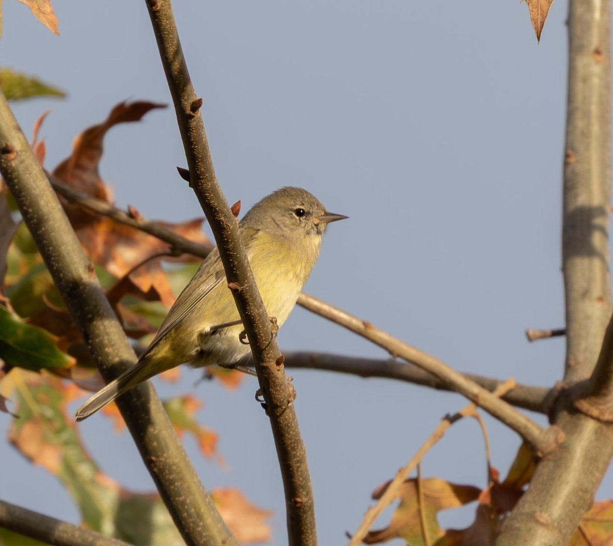 Orange-crowned Warbler - ML646965861