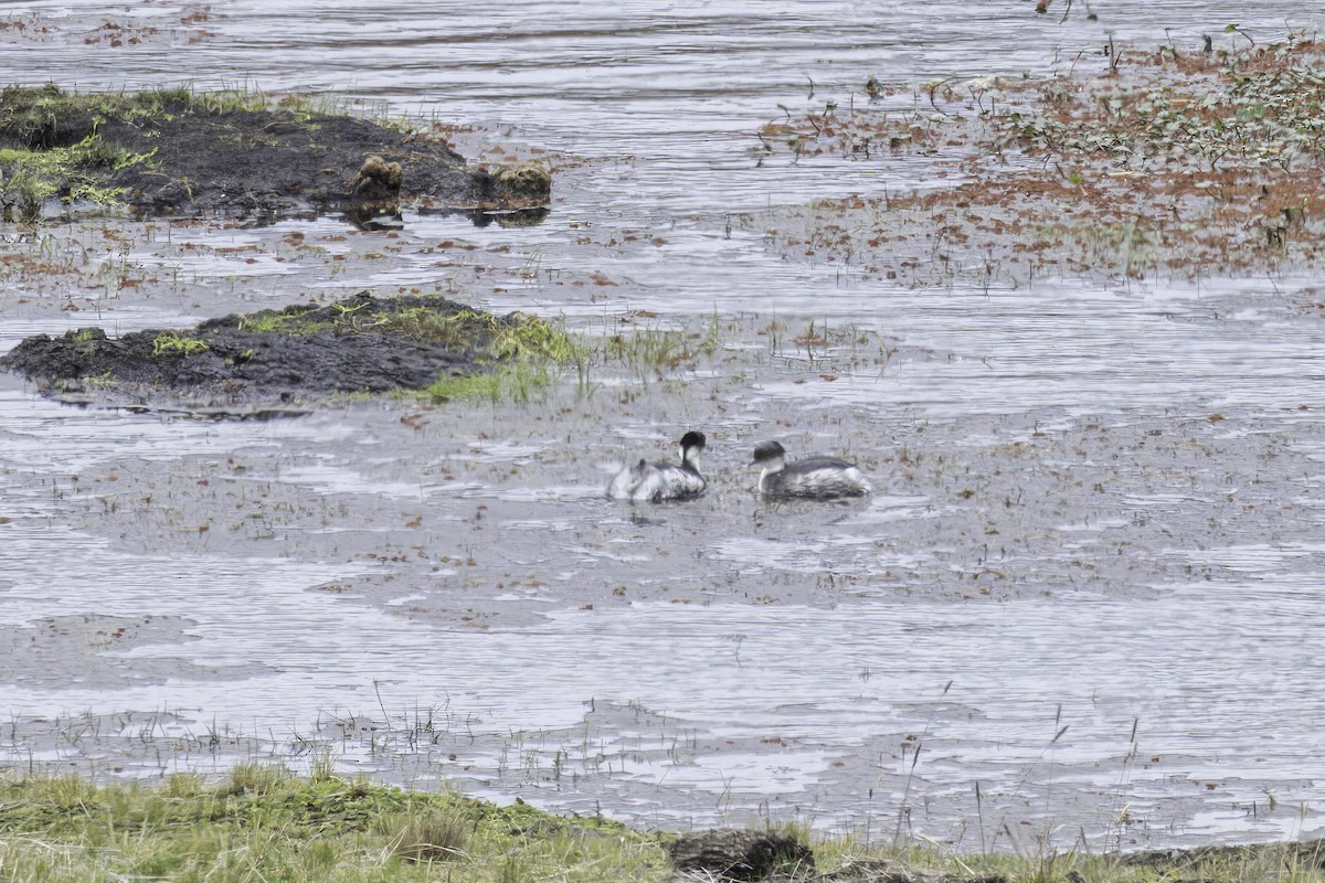 Пірникоза срібляста - ML646965863