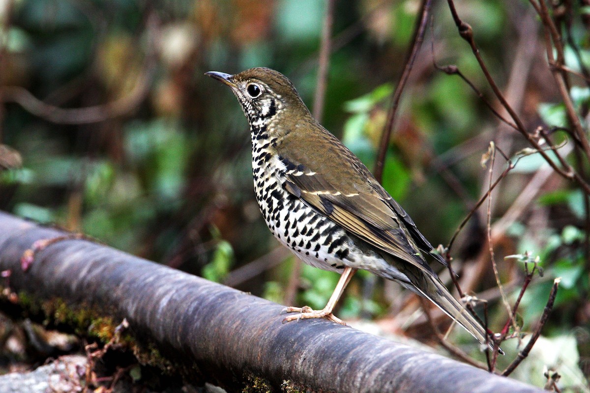 Dixon Ardıcı - ML646965864