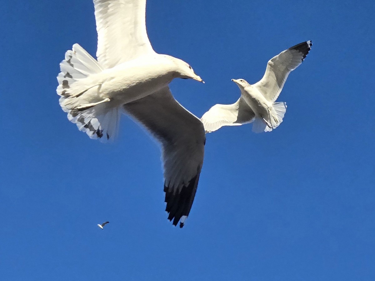 Gavina americana - ML646965870