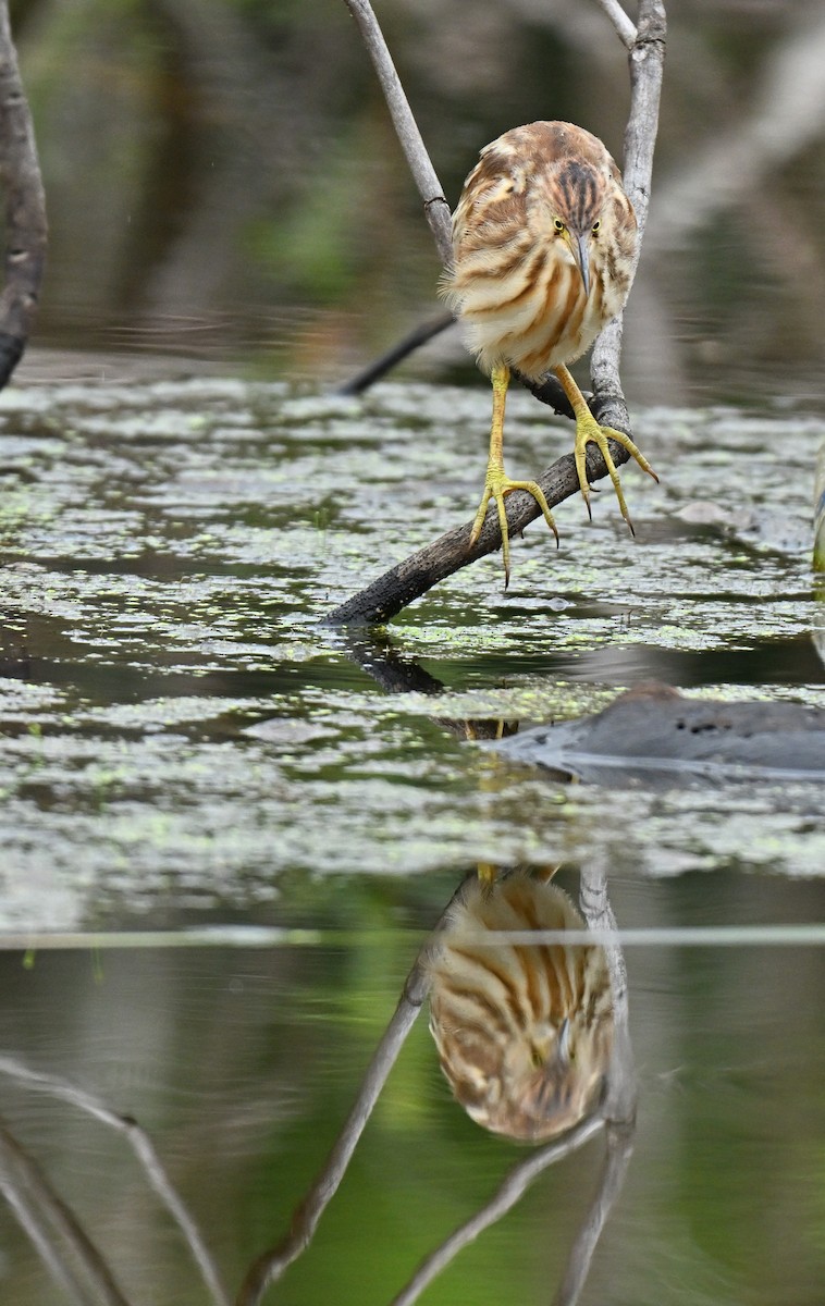 黃小鷺 - ML646965871