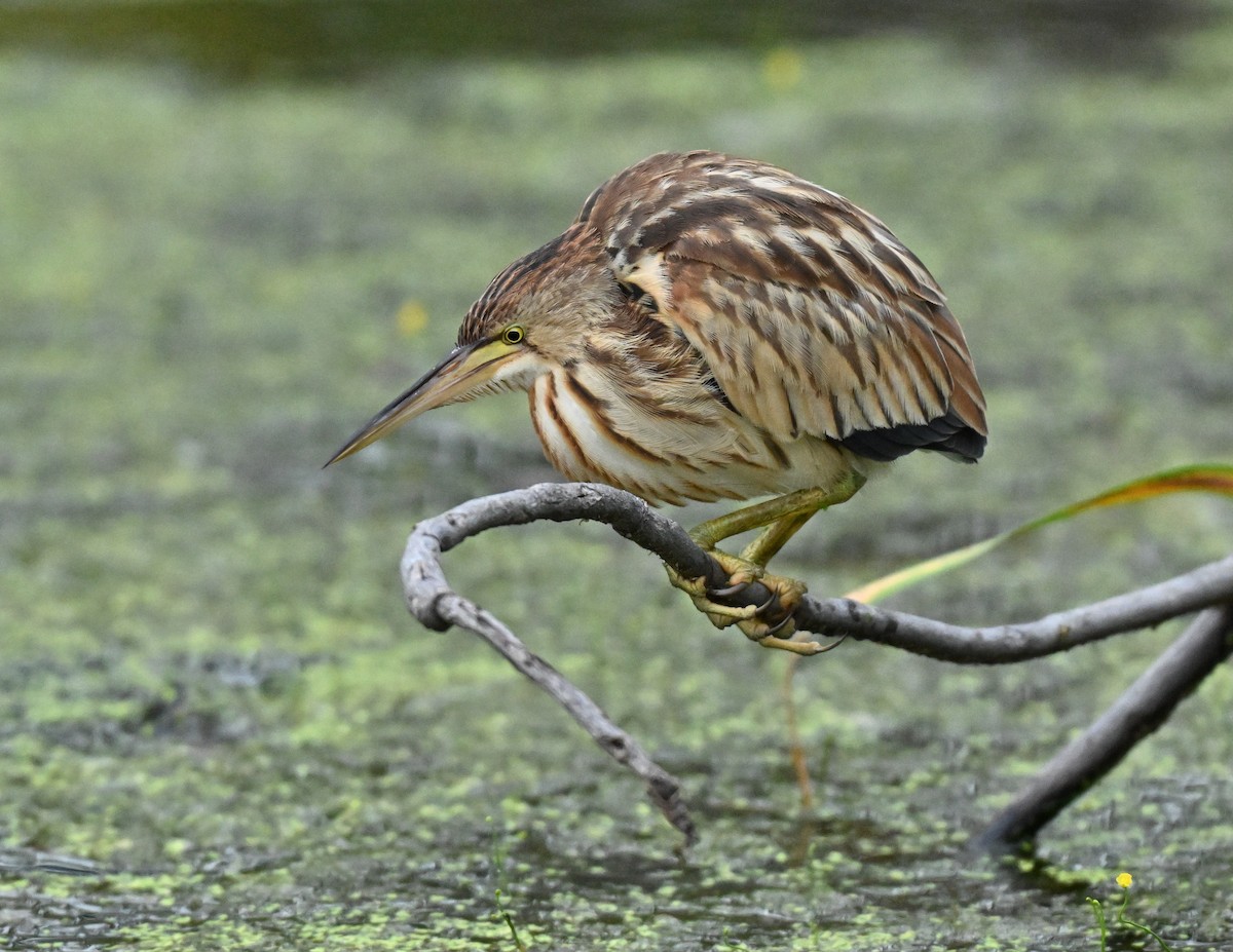 Yellow Bittern - ML646965872