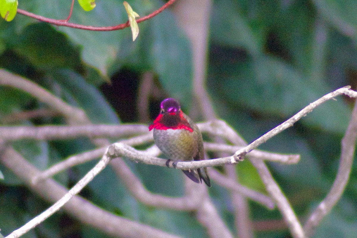 Anna's Hummingbird - ML646965873