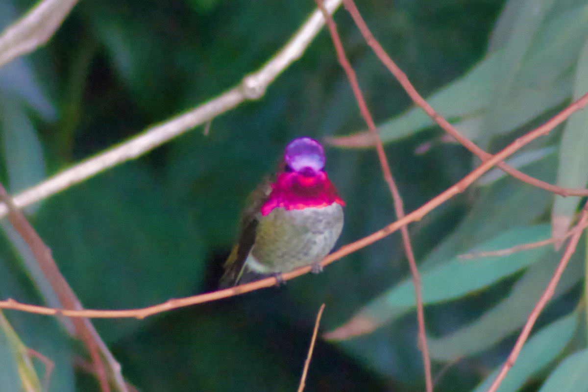 Anna's Hummingbird - ML646965874