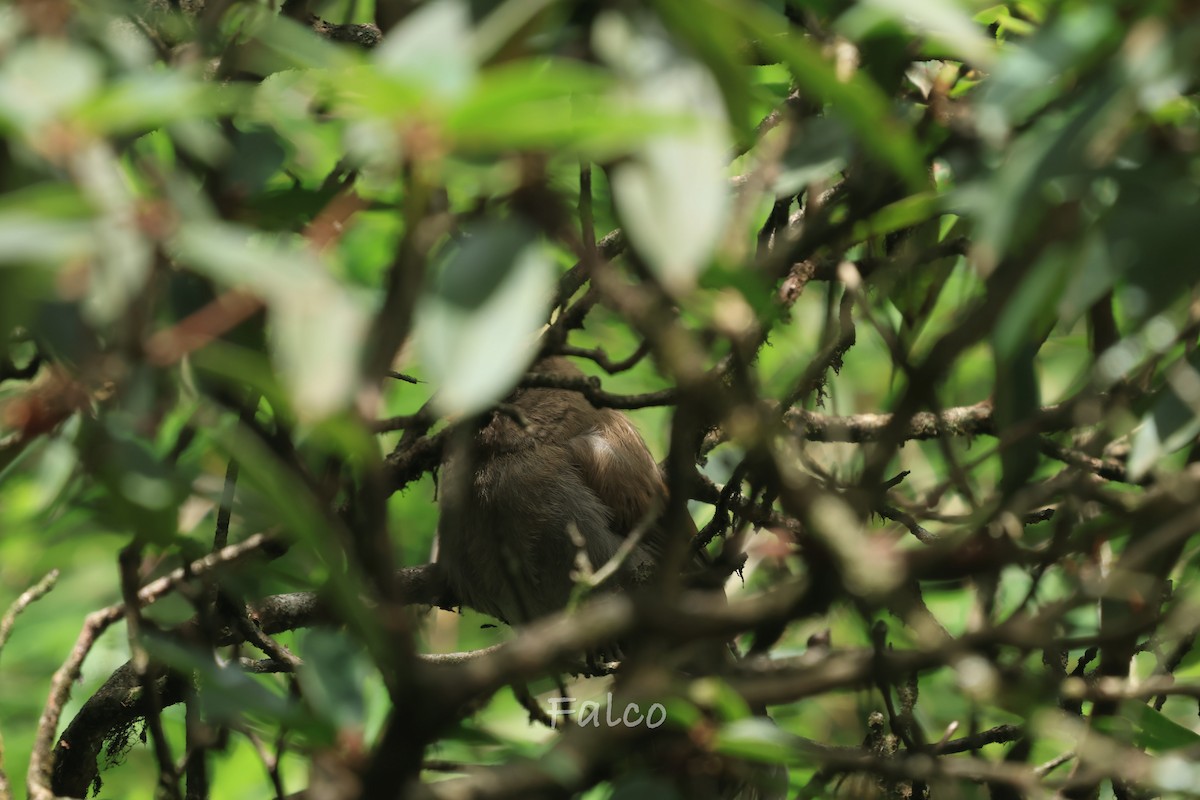 Great Parrotbill - ML646965876