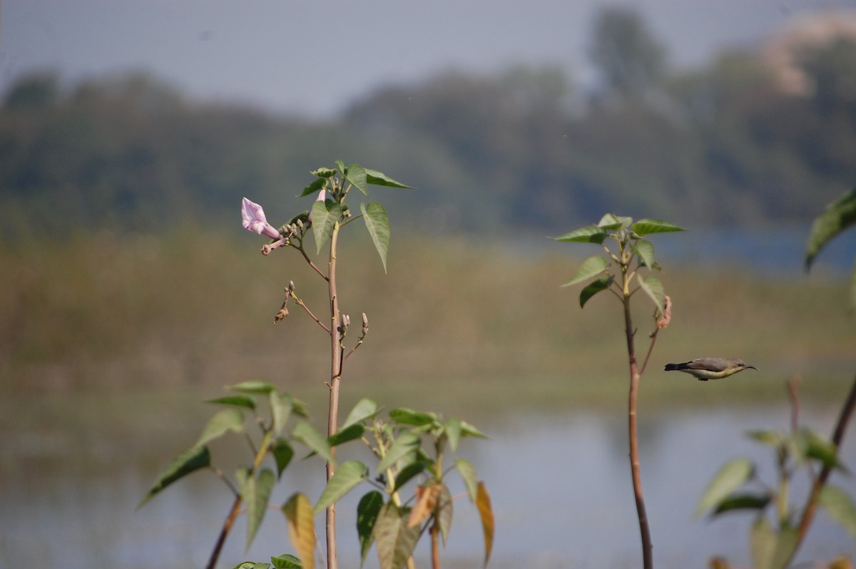 Purple Sunbird - ML646965877