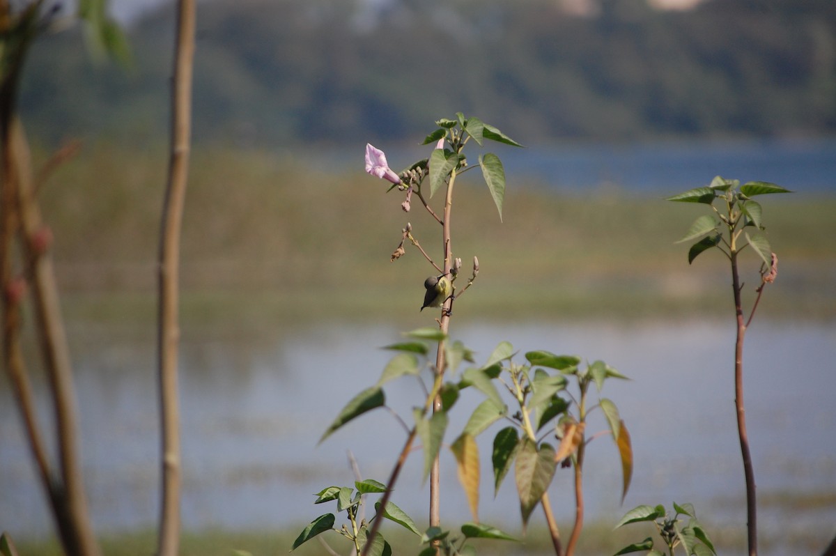 Purple Sunbird - ML646965878