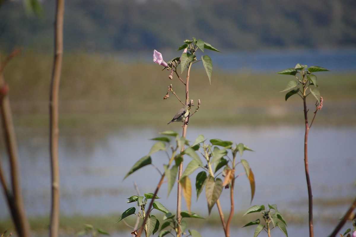 Purple Sunbird - ML646965879