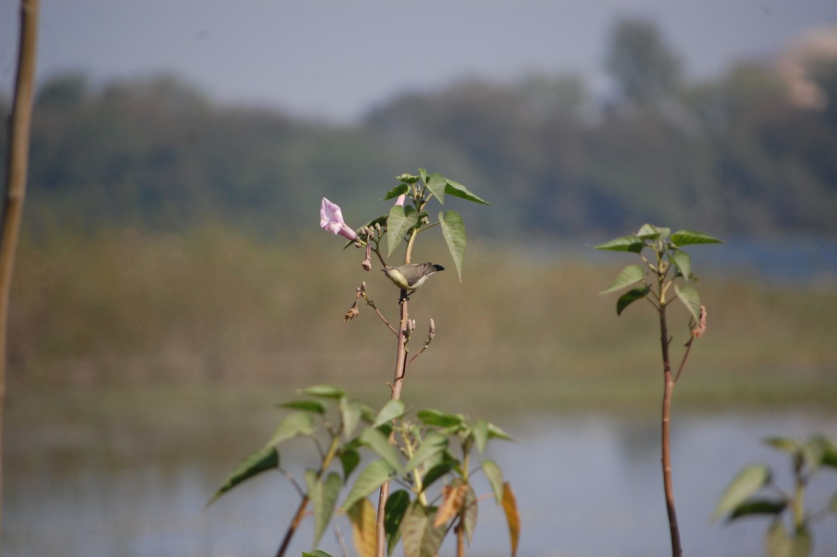 Purple Sunbird - ML646965880