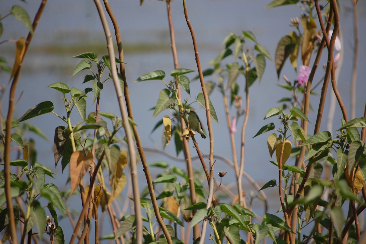 Purple Sunbird - ML646965881