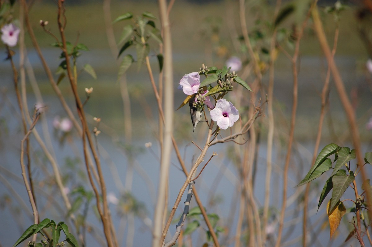 Purple Sunbird - ML646965882