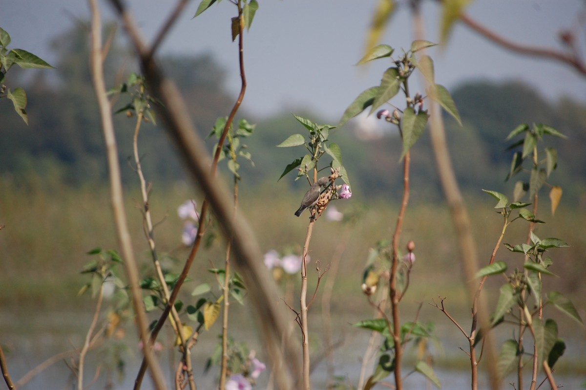 Purple Sunbird - ML646965883