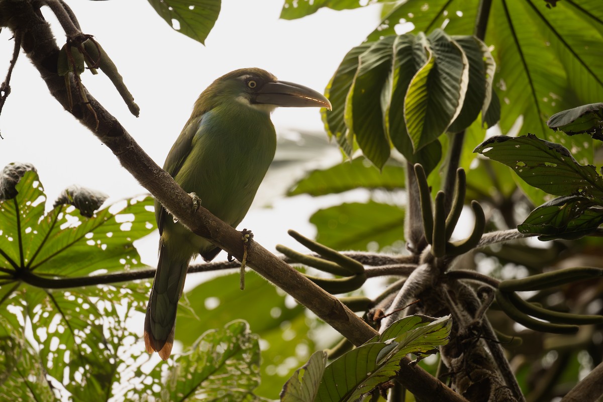 Blue-banded Toucanet - ML646965884