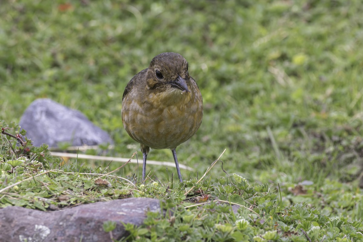 Tawny Antpitta - ML646965885