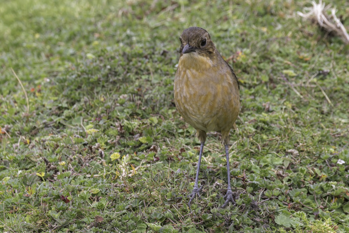 Tawny Antpitta - ML646965886