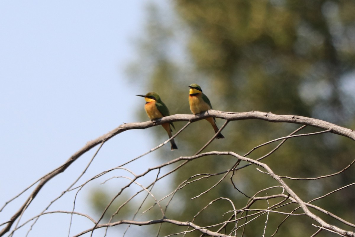Little Bee-eater - ML646965887