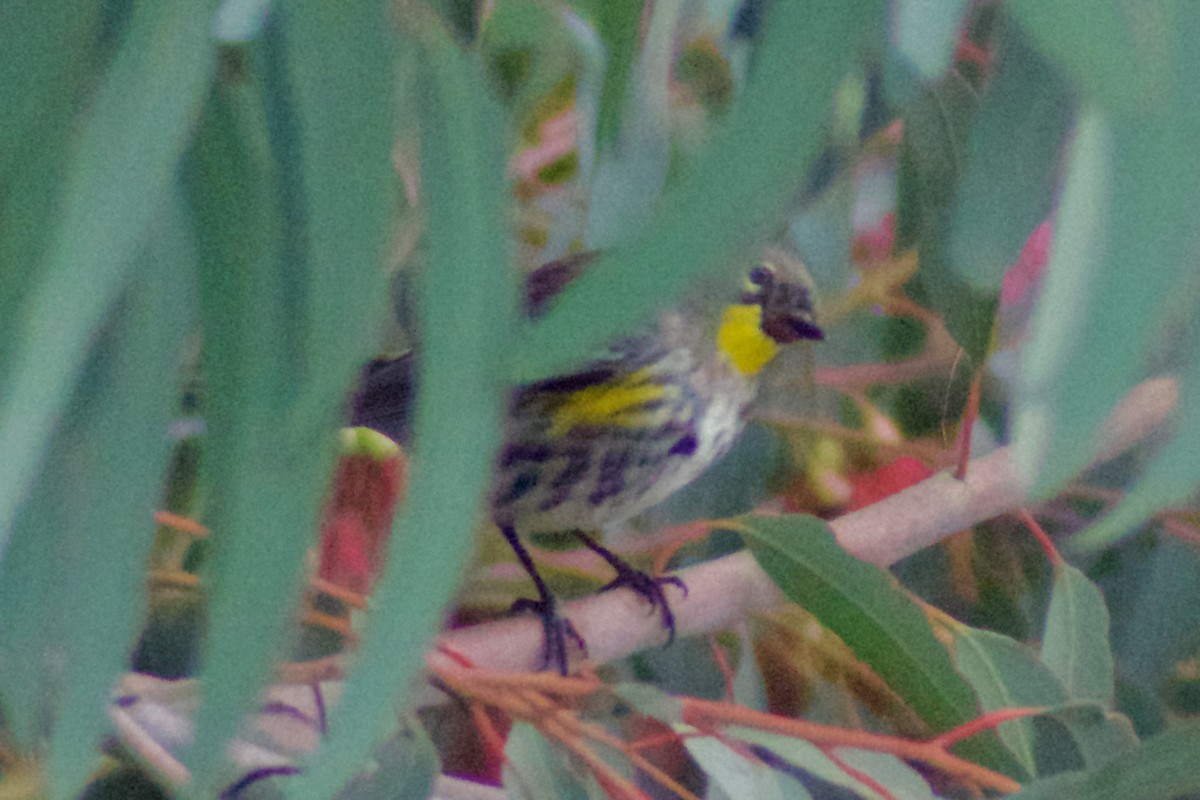 Yellow-rumped Warbler - ML646965888