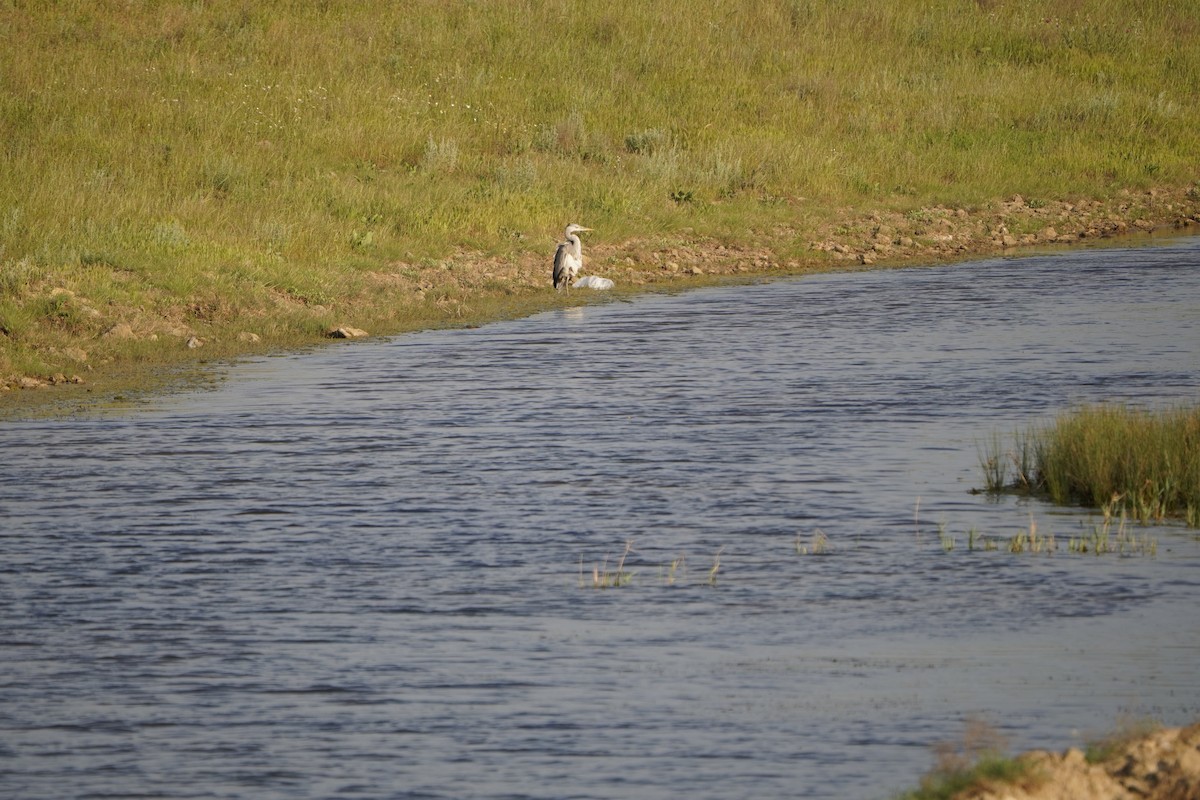 gråhegre - ML646965889