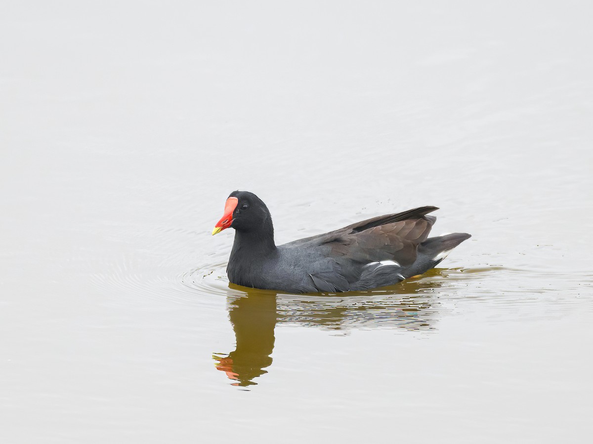 Common Gallinule - ML646965890