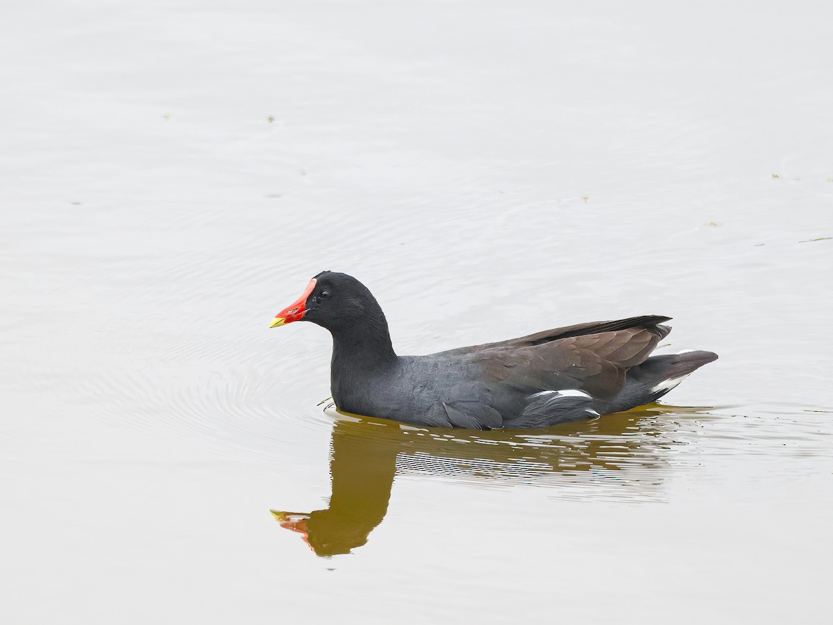 Common Gallinule - ML646965891