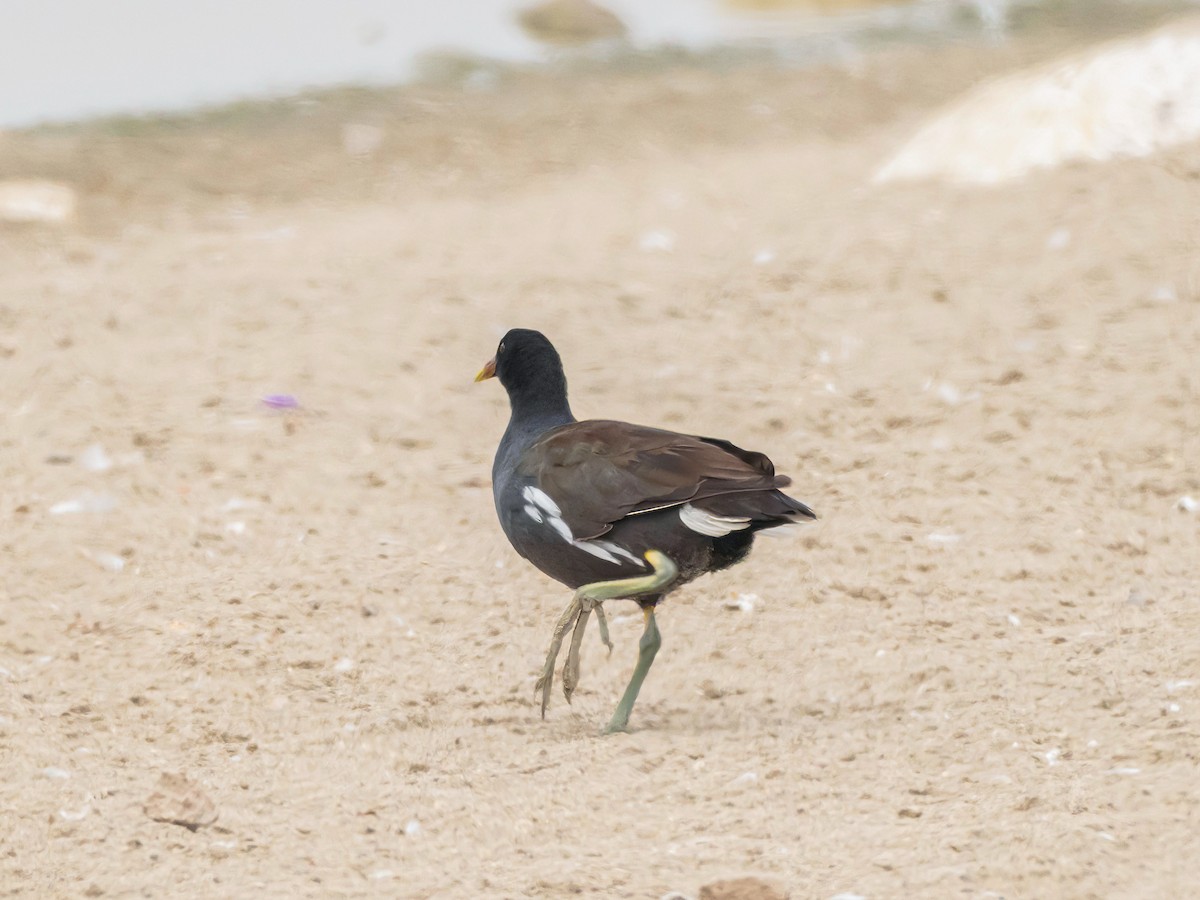 Common Gallinule - ML646965892