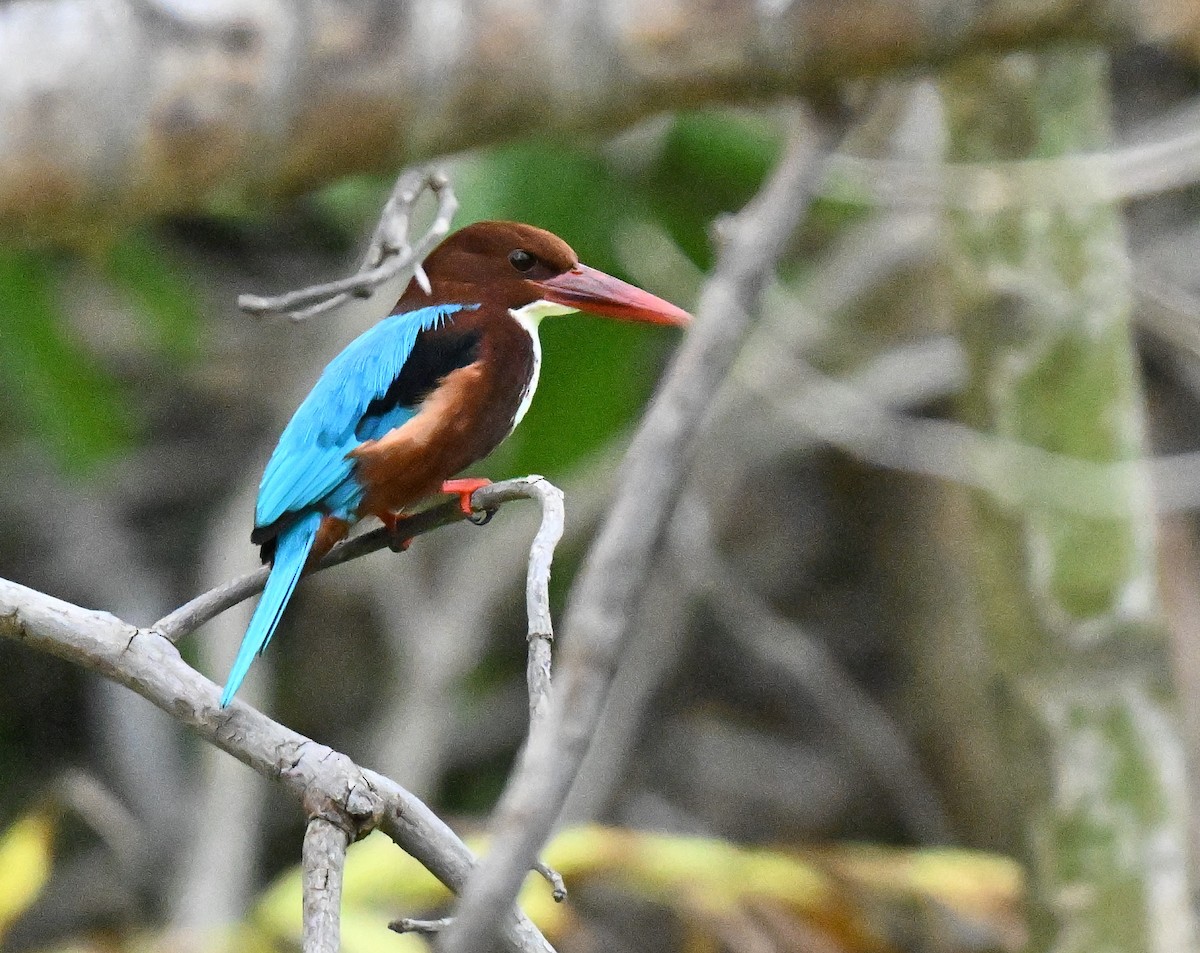White-throated Kingfisher - ML646965893