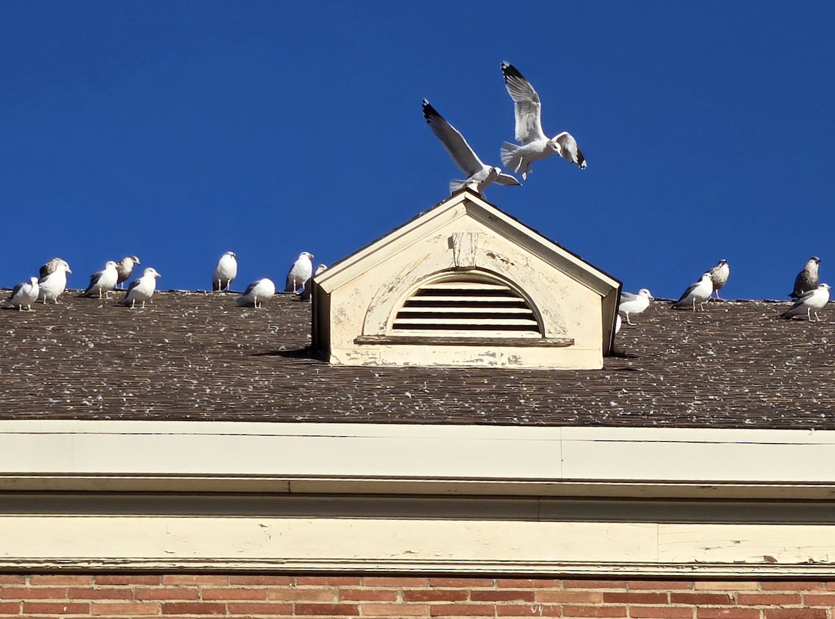 Gavina americana - ML646965895