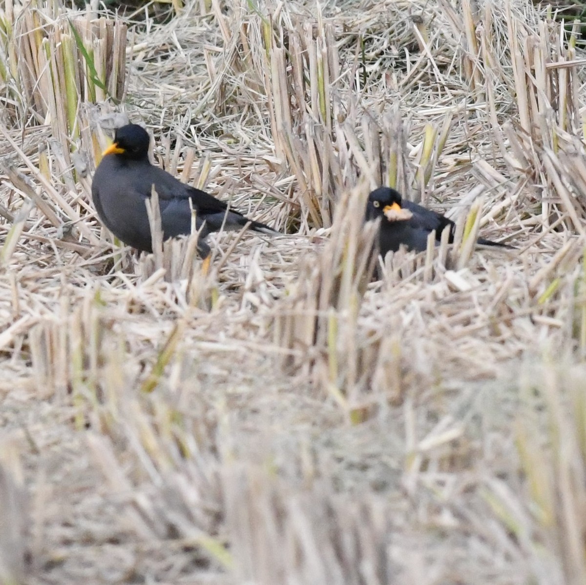 Javan Myna - ML646965896